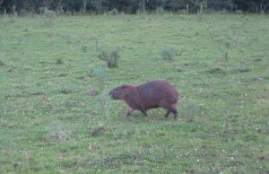 Maschinenpark-Auslieferung für die Vinicola Perico in Santa Catarina /Brasilien
